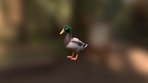 Mallard Duck (Male) - Download Free 3D model by ucdavisterc