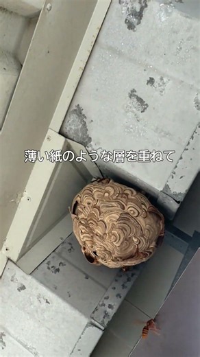 【危険】スズメバチの駆除