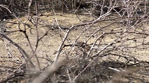 Running Gopher Gopher Runs Across Open Stock Footage Video (100% Royalty-free) 7795213 | Shutterstock