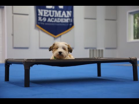 Desi (Havanese) Puppy Camp Dog Training Video Demonstration