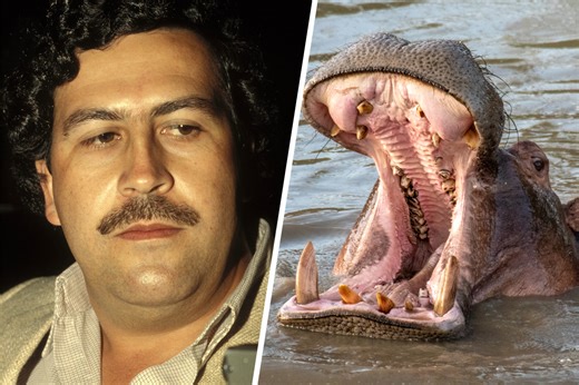 ‘Animals on Drugs’ Exclusive Clip: Did Pablo Escobar Really Feed His Pet Hippos Cocaine?