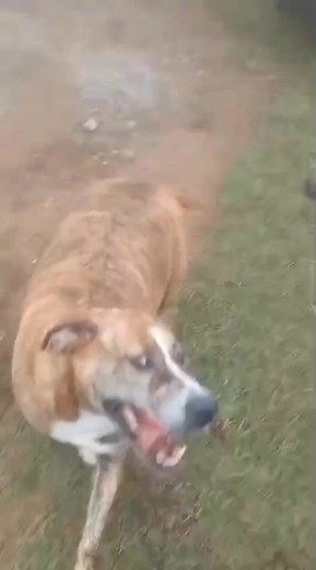 Cadela resgatada em 2022 em Araucária Paraná é adotada: A Grandona foi em 2022 e depois de três anos na fila de espera de adoção finalmente chegou o dia dela. Obrigado seu Geraldo e Dona Telma por dar um lar maravilhoso pra ela. | Zézinho Dias Z.P.A