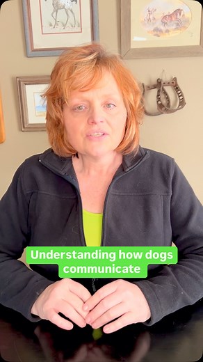 How do dogs communicate? They communicate first with their NOSE, then their EYES, and lastly through their EARS. Understanding that is key to training your dog. Humans of course communicate vastly different. We want to talk and touch and do the opposite of what a dog needs to understand what’s happening. Keep in mind that a dog is born with their sense of smell fully developed. Eyes don’t open for a couple of weeks and ears don’t open for another week. SILENCE IS YOUR SUPERPOWER WITH DOGS. While