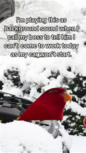 #Meme #MemeCut #CapCut | meme