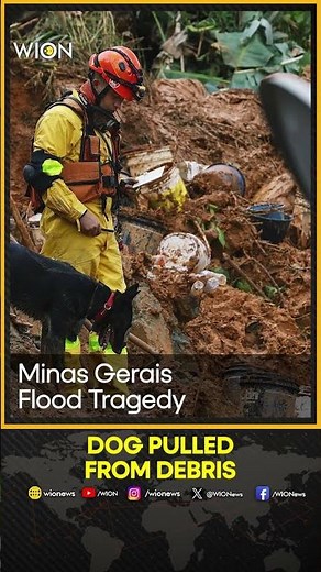 Firefighter Rescues Dog From Rubble After Deadly Brazil Landslides | WION SHORTS