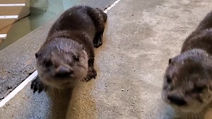94K views · 1.1K shares | Our North American river otter quadruplets had their first swimming lessons. Mom Mishi teaches her pups how to swim - first by floating, then light swimming, and lastly diving underwater. Our little ones haven't mastered diving just yet, but they're becoming more confident with each passing day. Soon these adorable pups will be expert swimmers! | Roger Williams Park Zoo & Carousel Village | Facebook