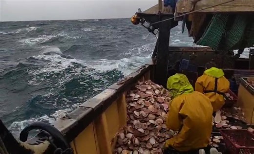 VENTE DE POISSON – DEMAIN À DAHOUËT Ohé la brise et les gourmands du port ! La mer a été radine cette marée… Peu de poisson demain, alors pour remplir le panier : on arrive tôt ! 🌊🛶 Dans les bacs, selon arrivage : • Plie • Barbue • Poulpe • Rousettes • Rouget Barbet • Seiche • Aile de raie • Congre • Et les Coquilles Saint-Jacques du coin 🐚 📍 Port de Dahouët ⏰ À partir de 9h30 Merci aux fidèles du quai, À demain – bottes, cabas, et appétit de marin ! ⚓💙🐟 #Dahouët #Erquy #PléneufValAndré #P
