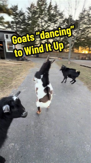 Goats Dancing to Wind It Up: Adorable Pet Moments