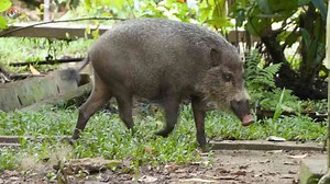 Borneo bearded pig encounter turns unexpected