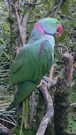 alexandrine parakeet