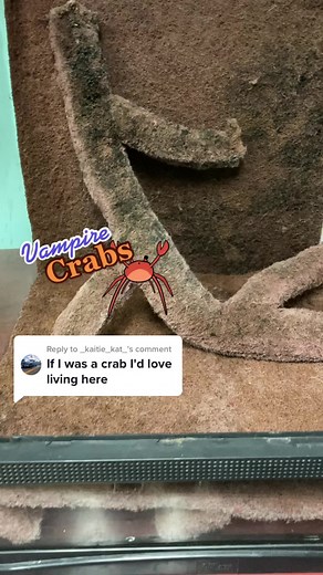 Ultimate Guide to Vampire Crab Care and Enclosures