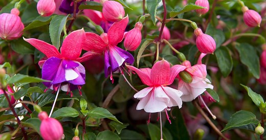 How to grow fuchsias