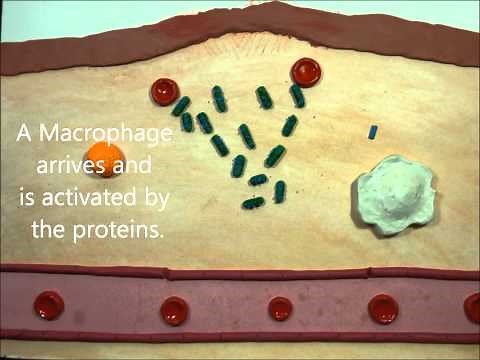 The Immune System's Inflammatory Response