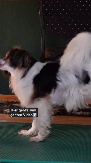 Clicker training explained simply!