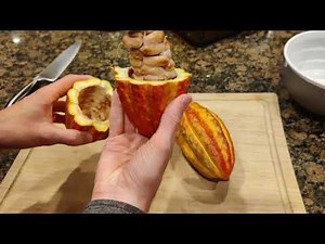 Growing Cacao from Seed - Part 1 - Getting Seeds - Growing Chocolate 🍫