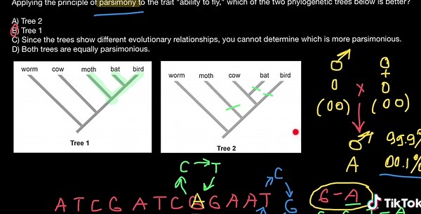 Applying Parsimony Principle in Phylogenetics
