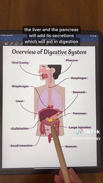 Overview of Digestive System Organs #fyp #antomy #physiology #anatomyandphysiology #studying #anatomystudent #anatomylesson #futurenurses #biologymajor #biologystudent #premed #futurepa #digestive #digestion #digestivesystem