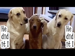 Dogs Blame Brother For Destroying Dad's Things