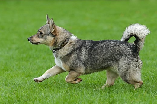 Swedish Vallhund