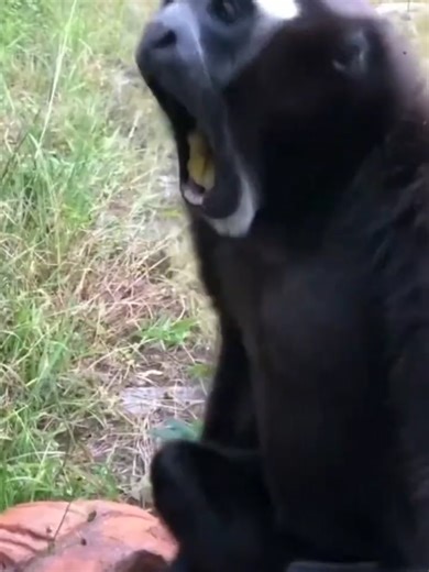 Monkeys Talking With Human But What Are They Talking About_ #monkey #petmonkey #viralvideo #virals #USA #tiktok #foryou