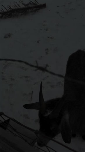 Winter Storm Fern Impacts Kentucky Homestead Life