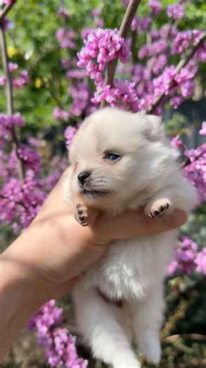 Spring with flowers and Pomeranians 🌸🐻‍❄️ #pomeranian #dog #puppy #pets #pet