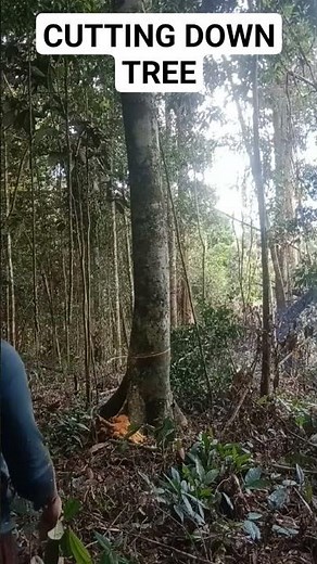 cutting down Meranti tree with chainsaw mini