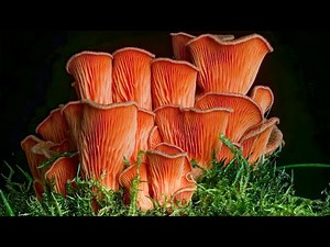 100 Days Mushroom Growth Time Lapse