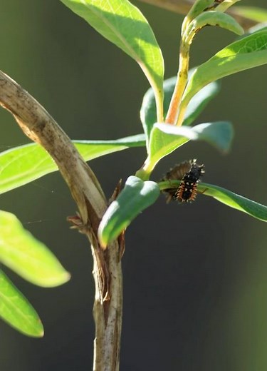 Ladybug larva fighting - you didn’t know!