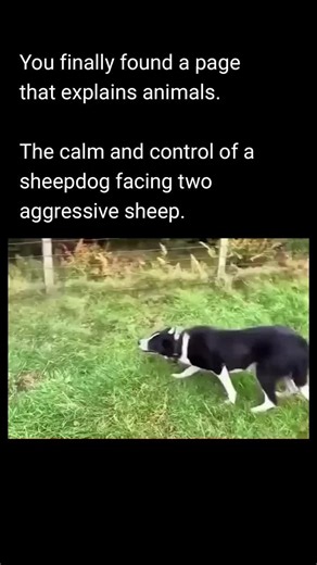 You’re not so tough … | border collie herding