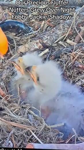 Big Bear Bald Eagle Nest: Jackie & Shadow's Fluffy Chicks Hatch