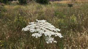 Conium maculatum - Giftbläser, Berühmte Pflanze,: Stockvideos & Filmmaterial (100 % lizenzfrei) 1074786650 | Shutterstock