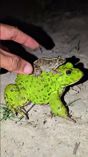 Very funny frog touch | catch frog funny challenge | so cute froggy funny