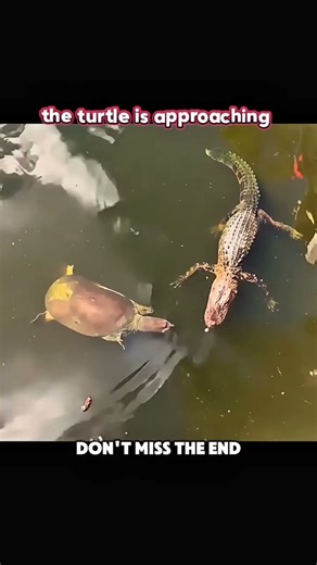 Silent Trap 💀 | Crocodile Prank Turns Deadly 🐊🐢 Attitude Short #shorts #crocodile #danger #animal #l
