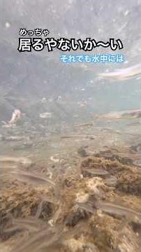 【両生類観察】これは！１００匹以上は居るぞ！！NO.２５３