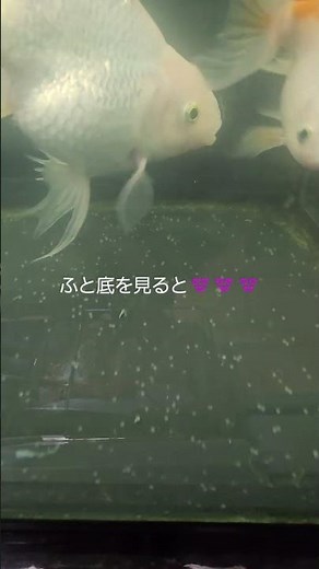 金魚が卵を産んだよ👀 #金魚#産卵