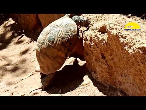 Turtle Moaning While Climbs
