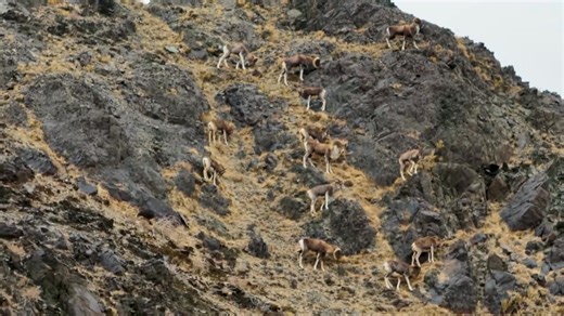 A herd of nationally protected argali has been spotted in Mulei County, northwestern China's Xinjiang. Footage shows more than a dozen strong, spiral-horned argali moving leisurely across rocky slopes and sparse alpine meadows, their grey-brown coats blending seamlessly with the terrain. The animals graze and survey their surroundings, offering a rare glimpse of high-altitude wildlife. Argali thrive at elevations of 3,000–6,000 meters, and local grassland restoration efforts have helped improve 