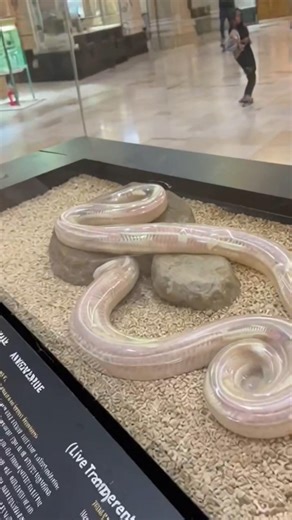 TRANSPARENT SNAKE🐍 #ai #viralreels #trending