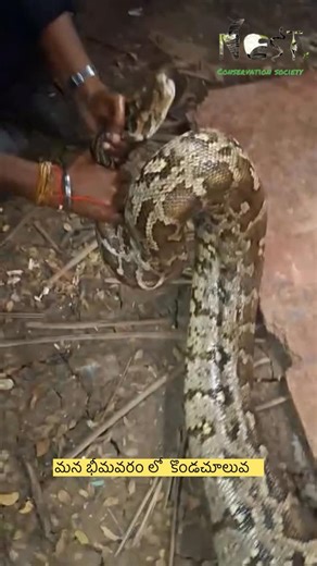 Nest conservation Society on Instagram: "Bhimavaram | Yesterday’s Rescue 🐍 Indian Rock Python safely rescued by our team. 🎥 Short glimpse from the rescue ▶️ Full rescue video will be updated today evening 🔰 Nest Conservation Society"