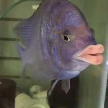 Plumped fish lips - 1001721