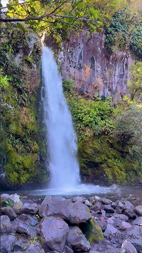 A Thundering, Majestic Cascade – Dawson Falls, New Zealand #waterfall #naturesounds