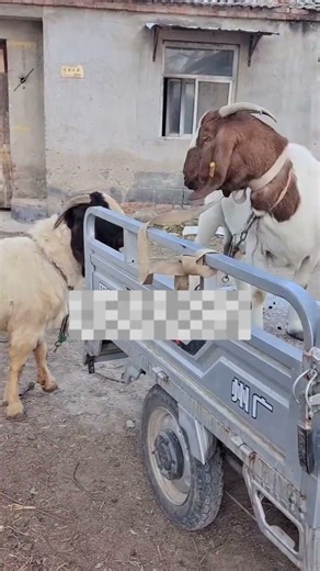 Baby Goats Playing – So Cute62