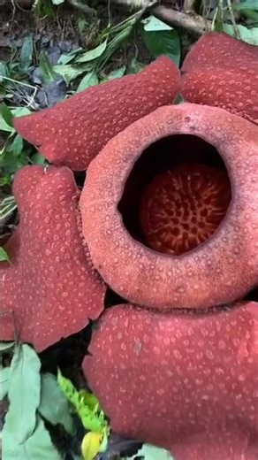world largest flower,{Rafflesia arnoldii} #best #shorts #fyp #tiktok