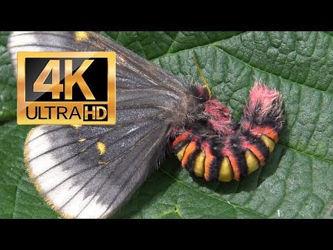 Ultra Mega Super Rare Saturniidae: Smoky emperor moth (Paradirphia fumosa) 4K Quality HD