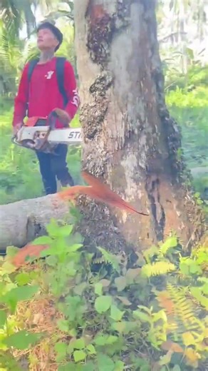 Cutting Down a Tall Coconut Tree with a Chainsaw