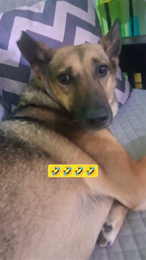 #funny #ytshorts #germanshepheard #petshub #trending #comedy #love #cute #memes#viralshort #shorts