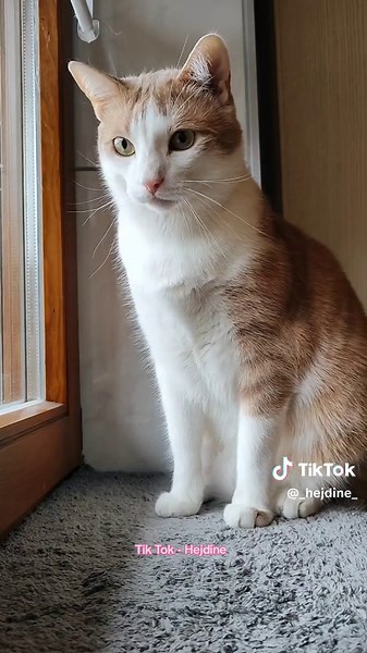 Lustige Katzenvideos und Freundschaftsgeplänkel