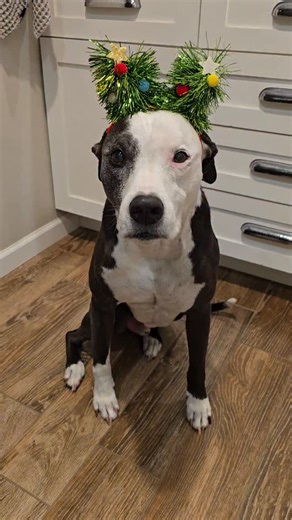 Keiko, Niko, Wasabi & Tawny Minami ~ Changing hearts & minds ♥️ on Instagram: "Who wouldn't want this handsome devil?! . #keikoandniko #Santa #AdoptDontShop #funnydogvideo #pitbulllove"