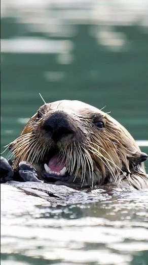 Happy #WorldOtterDay 🦦 | Steve Backshall's TOP 3 Otter Facts | CBBC #Shorts